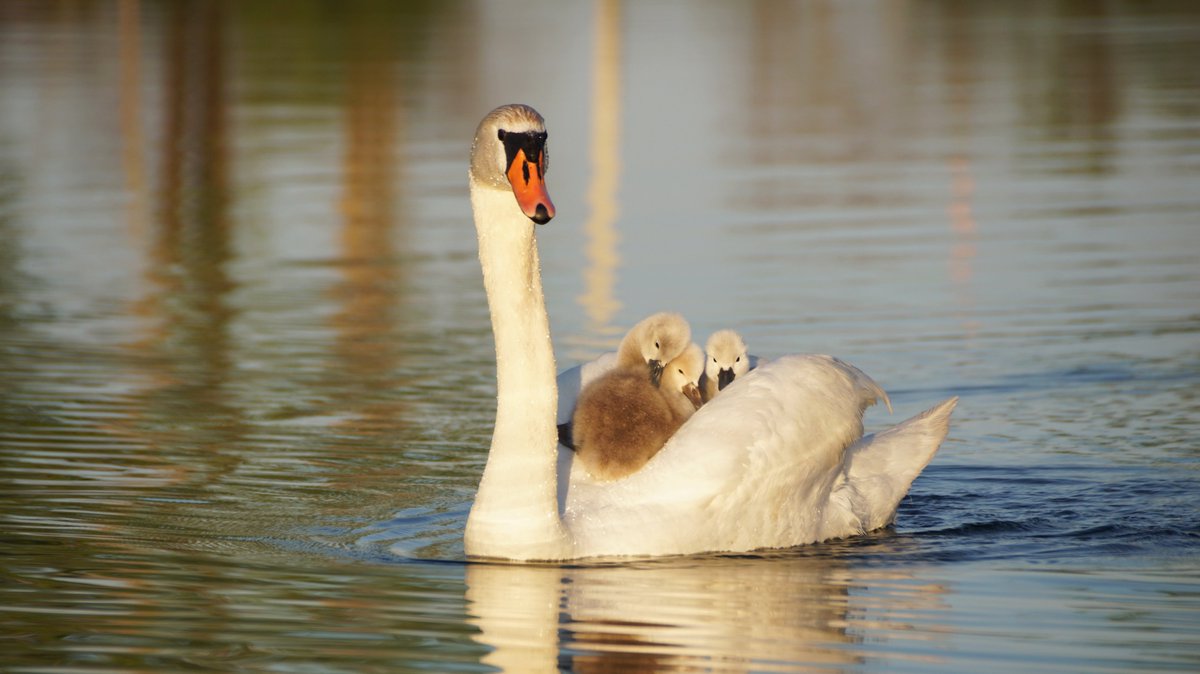 hoppermark's tweet photo. June 4th, on the water. This mom took 6 of her signets over on her back today....there is two in the back we can't see and one went for a swim...lol  @weathernetwork  @CanGeo   Wellington,Ontario https://t.co/5xXIC4FJ9b