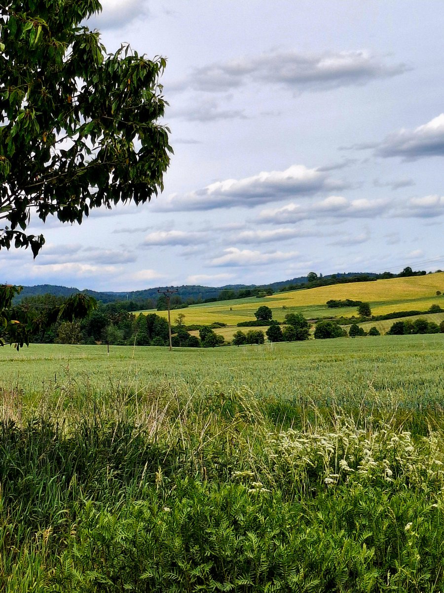 stripkycasu's tweet photo. Hádanka na čtvrtek, držím v ruce stvol žita, ječmenu, nebo pšenice ? Za sebe myslím, že pšenice ... )
A klidné už čtvrteční odpoledne všem ⛅️🍀😊🙋‍♀️ https://t.co/d4purF59E3