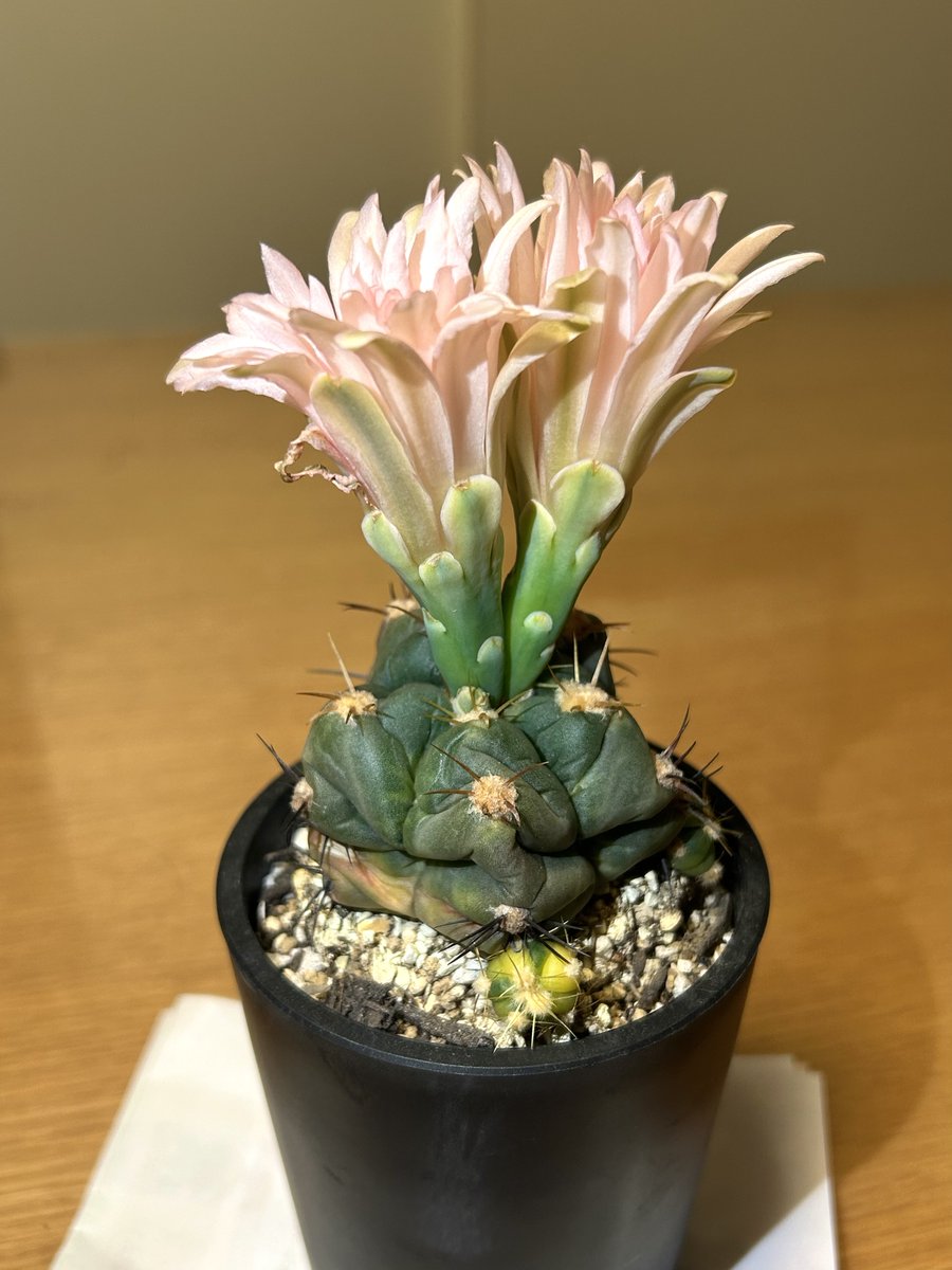 YuKK_A_Go_Go's tweet photo. 先週末から花が咲いていたペンタカンサ錦🌵途中台風で涼しい日があったせいか1週間近く咲いています😊
毎年個性的なコーラルピンクの花を咲かせてくれます♪
🌸花はほとんど萎れず咲いてるけど、本体は萎れていてお疲れ様って思いました。※📷1,2枚目:先週末 3,4枚目:今日 https://t.co/4TZY1upcR4