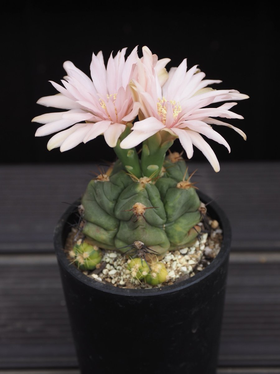 YuKK_A_Go_Go's tweet photo. 先週末から花が咲いていたペンタカンサ錦🌵途中台風で涼しい日があったせいか1週間近く咲いています😊
毎年個性的なコーラルピンクの花を咲かせてくれます♪
🌸花はほとんど萎れず咲いてるけど、本体は萎れていてお疲れ様って思いました。※📷1,2枚目:先週末 3,4枚目:今日 https://t.co/4TZY1upcR4