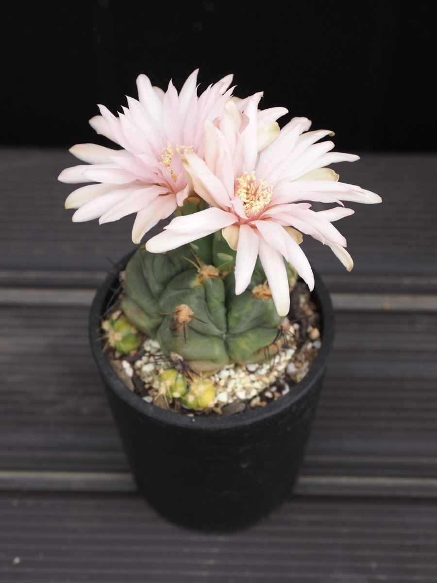 YuKK_A_Go_Go's tweet photo. 先週末から花が咲いていたペンタカンサ錦🌵途中台風で涼しい日があったせいか1週間近く咲いています😊
毎年個性的なコーラルピンクの花を咲かせてくれます♪
🌸花はほとんど萎れず咲いてるけど、本体は萎れていてお疲れ様って思いました。※📷1,2枚目:先週末 3,4枚目:今日 https://t.co/4TZY1upcR4