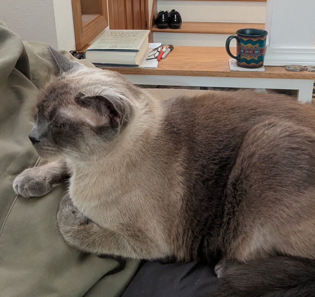 BrewNeuron's tweet photo. @RickelKendra “What we know is a drop, what we don’t know is an ocean.”  Newton 
My thought is I understand aliens just a bit;  about as well as my cat understands physics. It knows how to jump well but can't figure out the equations of motion. https://t.co/HuIVqXIp46