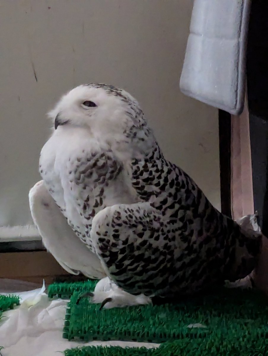 popo_owl's tweet photo. https://t.co/7hYl3KtaSK