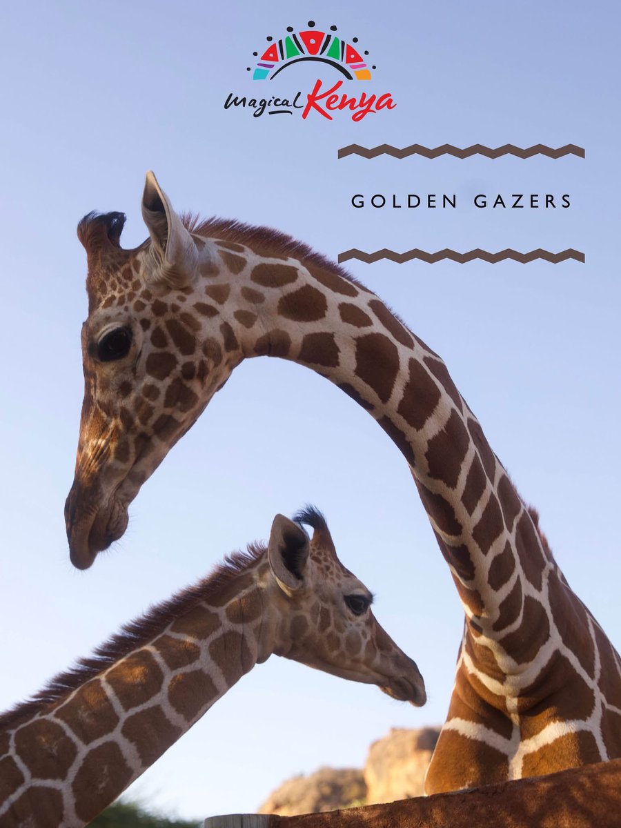 tiropik's tweet photo. Kenyan wild beauty; elephant families on the move, zebra herds that stretch on forever, and giraffes in tender moments. 🐘🦓🦒​​

Your June adventure awaits
@magicalkenya 
@KWSKenya https://t.co/evjs4n2l7z