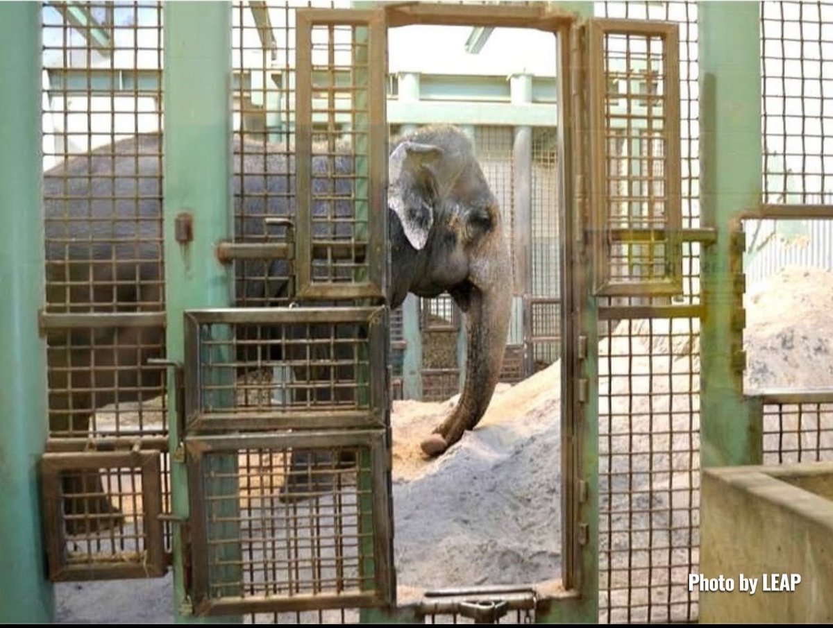 Cosmicbrigade's tweet photo. So @AndrewKnack #YegZoo positions itself as being all about conservation.
So why is the zoo breeding Artic wolves when they are not endangered ?
Why is the zoo keeping a socially complexed, highly intelligent 🐘all alone in an area so small many people have bigger gardens than ? https://t.co/ajEf3pBcDE