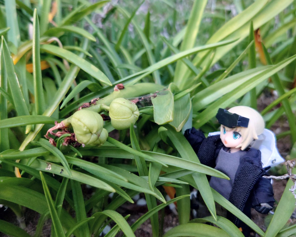 goodspeed_wolf's tweet photo. ヒヤシンスの種が入っているらしい袋。
これができると次回の花の咲きぶりが悪くなるらしい。そしてその種から育ったヒヤシンスは数年、花を咲かせないらしい。
そういえば花の咲かないヒヤシンスが２本ほどあったけれど、そういうことか… https://t.co/1nVPRv4kTn