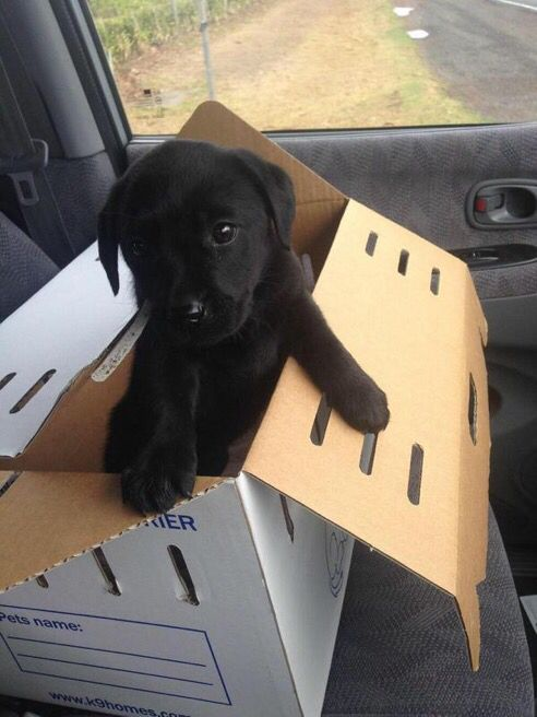 pupgirlblair's tweet photo. helo i have been deliviered to u ^w^ https://t.co/bjBLaxorKM