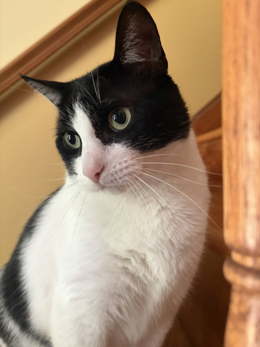 AllAgesofGeek's tweet photo. Mr Bobo wants you to have a good day!!! https://t.co/2rgeGq2xFd