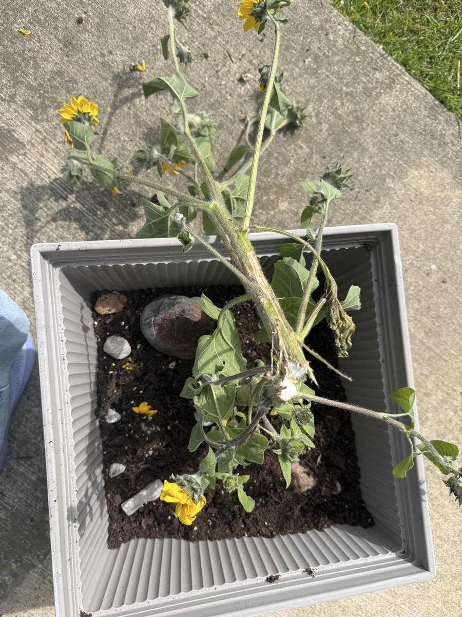 Jennii_gal's tweet photo. 😞 I just repotted yesterday https://t.co/EpVT32h0kR