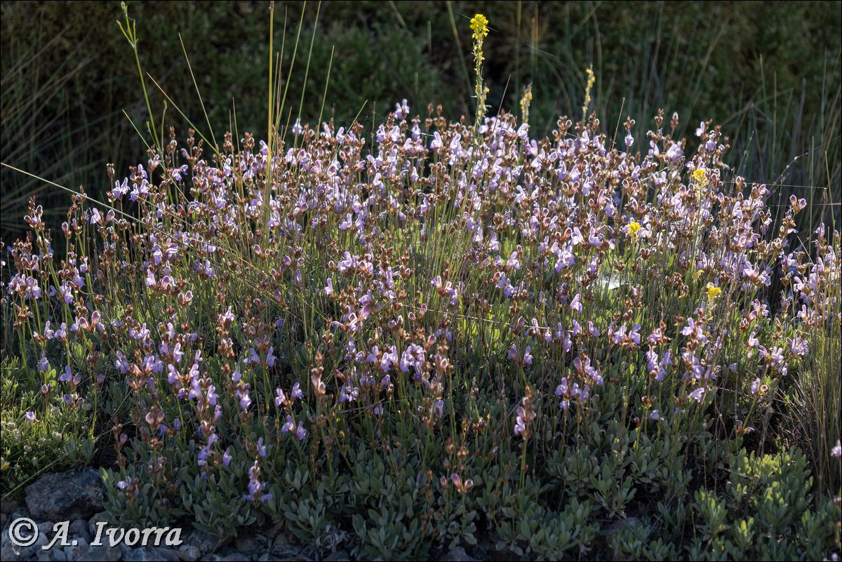 AndresIvorra's tweet photo. Salvia lavandulifolia subsp. oxyodon
Sierra de Gádor (Almería) - Mayo

Es una planta fruticosa, hasta de 90 cm.
Forma parte de matorrales basófilos, hasta 2100 m de altitud. Se distribuye por el SE peninsular. https://t.co/v9UoNHZbut