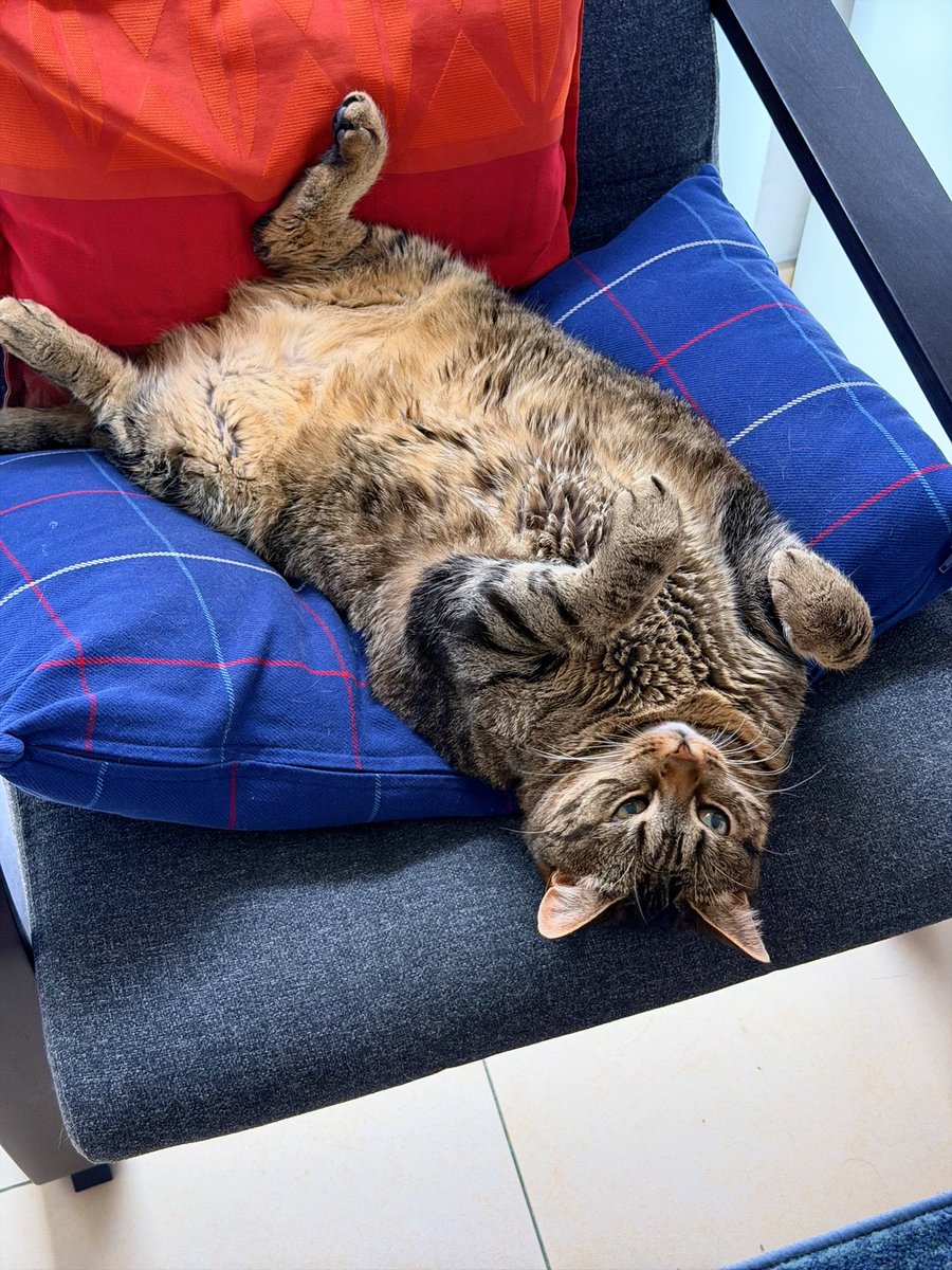 pixl's tweet photo. Je pense que je la dérange 🤔😴 https://t.co/MVBOdGHitx