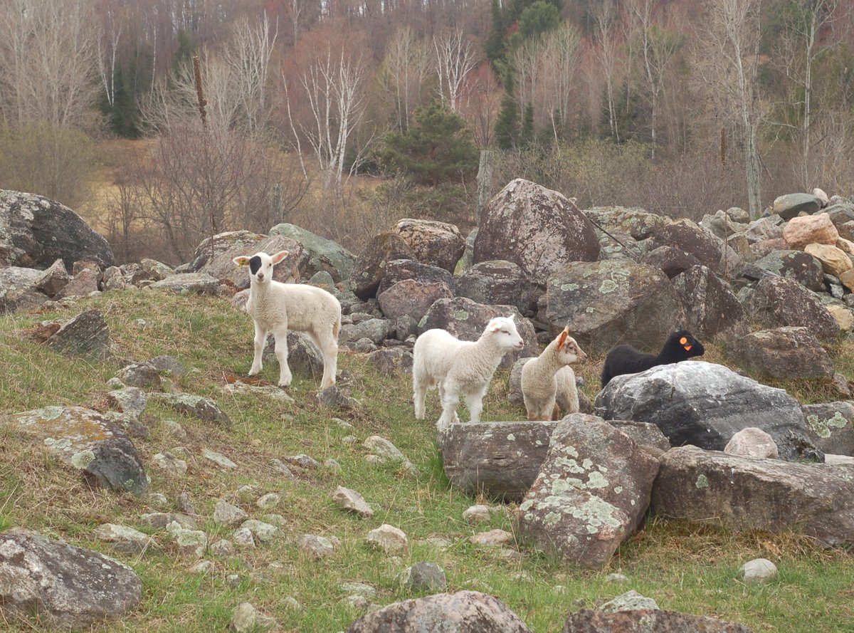 MadonnaHouse's tweet photo. We are his people, and the sheep of his pasture.#Psalm100 #11thSunOT #SpringLambs #MadonnaHouseFarm https://t.co/btMHC6kyel