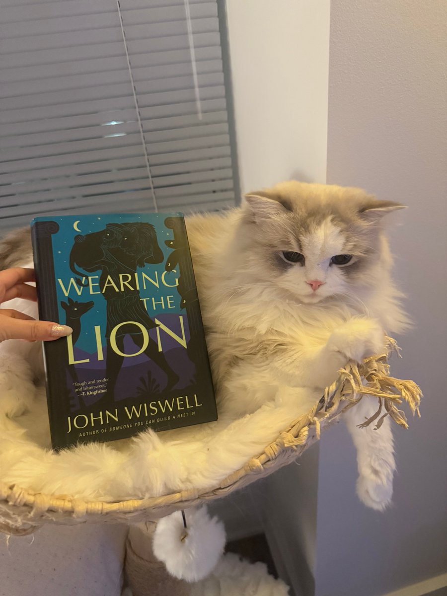 dawbooks's tweet photo. Tell your cat we said pspspsps

Don't forget to give your cat a big hug today on national hug your cat day 🐈

Books featured:
AUNT TIGRESS by Emily Yu-Xuan Qin
SLAYERS OF OLD by Jim C. Hines
WEARING THE LION by John Wiswell
TAILCHASER by Tad Williams https://t.co/bWBxf4vwLt