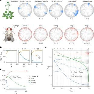 sci_plant's tweet photo. Mapping the zygote-to-adult developmental cell phylogeny in Arabidopsis thaliana reveals a three-cell rule of branching 

https://t.co/abLHRIcyBi 
♻️ https://t.co/HatqVCA1Ip