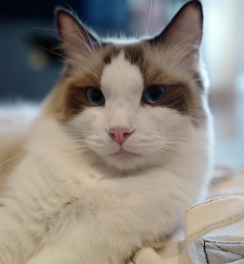 IamAerinn's tweet photo. 📆05/06/26 : 🎂🍰🐱(KR)
Happy birthday to LUCA🐈
สุขสันต์วันเกิดนะค้าบหลานรักของยายย่า🥳ยายย่าขอให้พิลูก้ามีสุขภาพที่แข็งแรง จะได้อยู่กับอุนแม่ลลิซไปนานๆนะค้าบ ยายย่าฝากพิลูก้าเล่นกับพิลีโอบ่อยๆฝากดูแลพิลีโอด้วยนะค้าบสุดหล่อของยาย😊🤍
#HBDLUCADAY
#LUCA
#Lfamily https://t.co/vXGAJREJrb