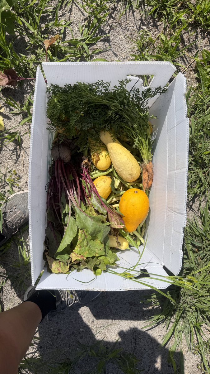 barbiedoll_eyw's tweet photo. First haul, we'll see if the watermelon is ripe at lunch I'm
Drooling already! #dogGoneRanch #myfirstgarden https://t.co/PvfnhqKyJz