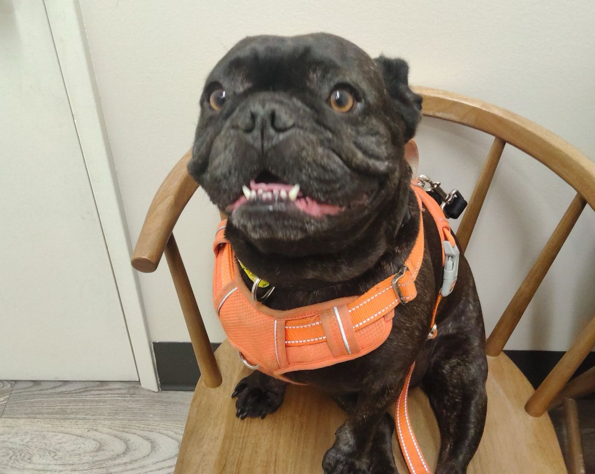 EdenAnimalSC's tweet photo. 🎚️ Behringer didn’t need any audio equipment today—he brought his own amplification system. One look at that face, though, and we were all ears. 🧡🐶

✨ June Promotion: Take 10% OFF your pet’s exam throughout June. https://t.co/n0QJjfL0ST