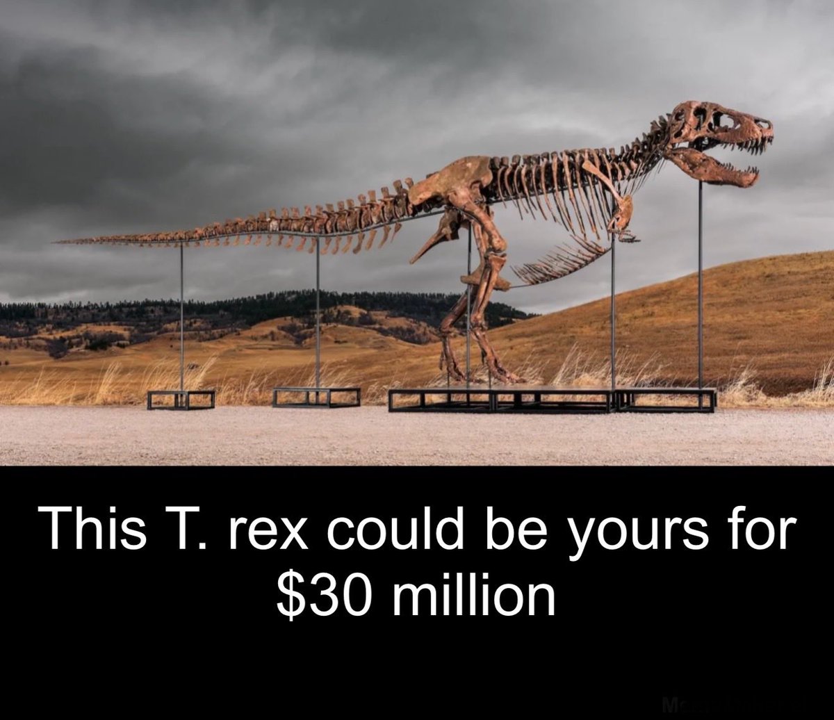 sciencegirl's tweet photo. A Tyrannosaurus rex fossil known as “Gus” is expected to sell for as much as 30 million dollars, potentially setting a new record for dinosaur remains.

The specimen is one of the most complete and largest T rex skeletons ever found. It measures around 38 feet long and stands about 12.5 feet tall. Scientists have identified 183 fossilised bones, which make up roughly 82 percent of the full skeleton.

Gus was uncovered in 2021 on a ranch in South Dakota after the landowner noticed fragments of bone and teeth appearing in the soil. Paleontologists later excavated the site over several years and spent additional time carefully preparing and reconstructing the fossil.

The skeleton includes a well preserved skull over 4 feet long, along with major elements such as a wishbone and pelvis. Researchers described the work as a complex process of reassembling a prehistoric puzzle made up of bones separated for tens of millions of years.

Before the auction, Gus will be exhibited in New York City starting July 1, then it will be sold at a Sotheby’s natural history auction on July 14. The estimated price range is between 20 million and 30 million dollars, which would surpass previous records.

The sale has also renewed discussion within the scientific community. Some experts are concerned that fossils sold to private buyers may become inaccessible for study, while others argue that private discovery and ownership can help bring important finds to light.

The current record for a dinosaur fossil is held by “Sue,” another T rex specimen, which sold for just over 8 million dollars in 1997 and is now displayed at the Field Museum in Chicago. If Gus reaches its expected value, it will become the most expensive dinosaur fossil ever sold.