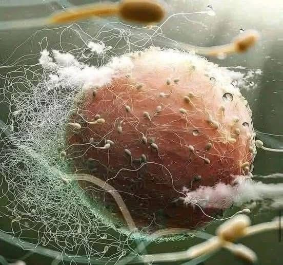 forallcurious's tweet photo. 🚨: A recent study reveals eggs choose the winner ─ sperm don't win the race after all. You didn't win the race, you were chosen! https://t.co/eb5YqdnHwl