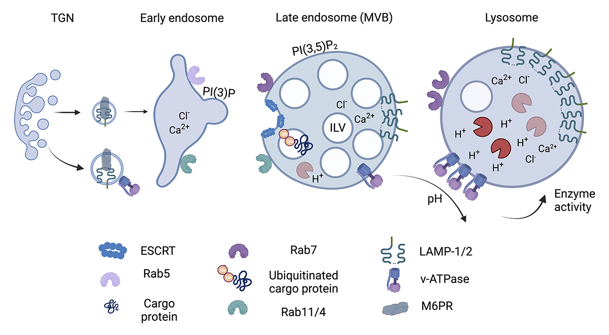 JCellBiol's tweet photo. Hämälistö, Del Valle Batalla, @LabYuseff, and @mattilalab review how #BCells have adopted specialized ways to use endolysosomal vesicles to promote adaptive immune responses. https://t.co/utTYS8Vxut 

📕 In #Lysosomes 2026: https://t.co/cmsYzG94ON https://t.co/ID9nh13iLz