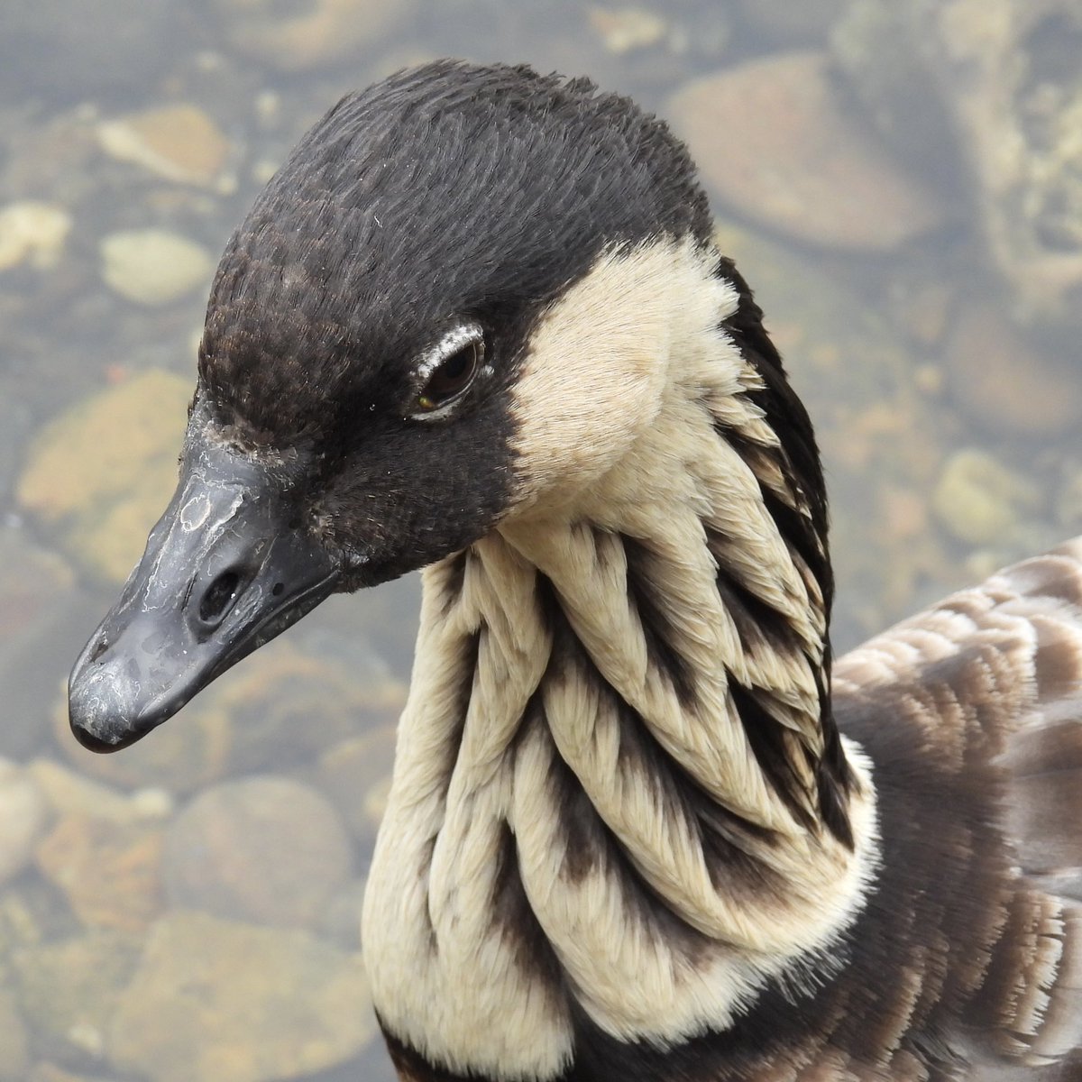 Palumbus_Pics's tweet photo. Hawaiian goose, you can probably guess where they’re native to. I love their neck feathers. #hawaiiangoose https://t.co/eKqnE0wXcH