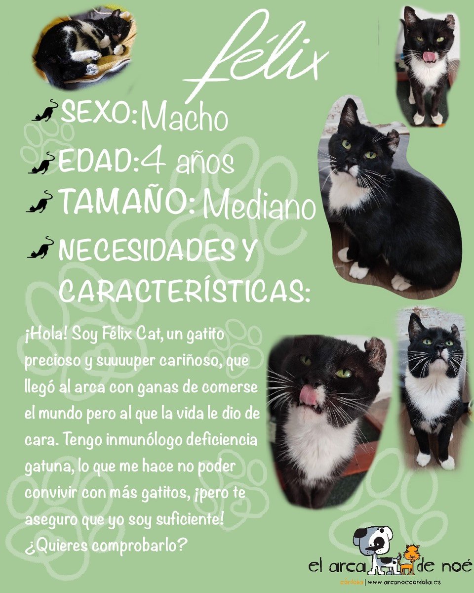 Tabata185's tweet photo. Felix necesita adopción responsable.
#Acoge #AdoptaNoCompres
Contacto: elarcadenoecordoba@gmail.com https://t.co/gaK2t7OXUq