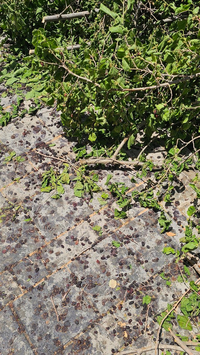 nitz_pitz's tweet photo. 🍓 בשבוע האחרון עברתי בכל טיול עם הכלב מתחת לעץ התות הנדיב, נשנשתי את אלו שהבשילו על הענפים שהצלחתי להגיע אליהם (ואת אלה שנפלו בטלטול קל שלהם), והתבוננתי בכמיהה על כל אלה שגבוהים מדי.
הבוקר גיליתי שנגזם באגרסיביות על מאות תותיו שלא יבשילו, ומרגיש שזה משל עצוב מאוד למשהו ☹️ https://t.co/bnHdHq6gWG