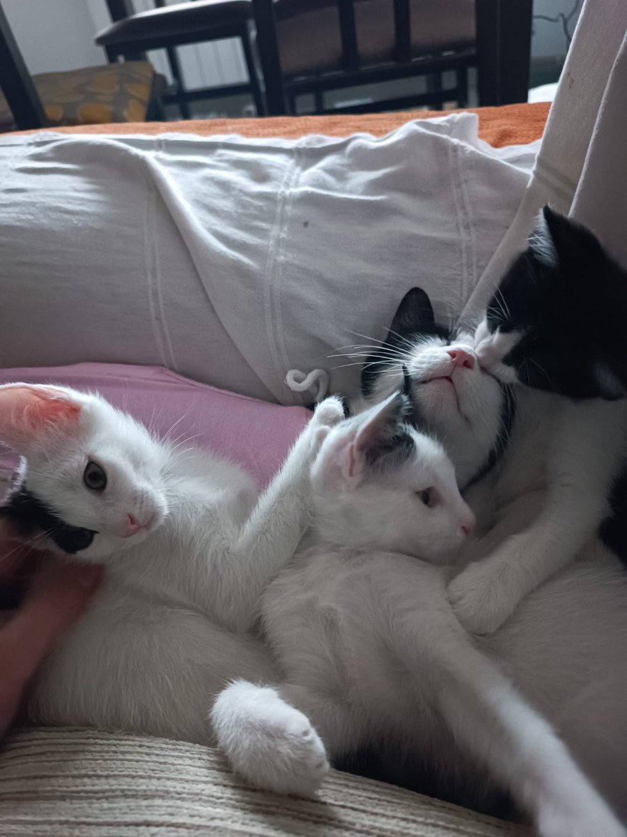 BigotisSos's tweet photo. 🐾 Busquen llar per sempre! Morgana i els seus bebés necessiten una família.
Adopcions conjuntes: 💞 Morgana + Arisha 💞 Cleo + Beau
Gatets dolços, juganers i plens d’amor 🐱✨
📲 614 076 600 (WhatsApp) 🙏🏻 Comparteix!
#adopta #adoptaungato #adoptanocompres https://t.co/QLRyjaLtsd