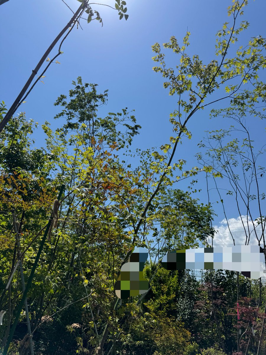 helix_house's tweet photo. 【外構】

外構の植栽を直接選びに卸市場へ。
自分で選ぶ気満々でかなりお勉強してた奥様は、結局、おすすめ通りの樹種と個体に着地（笑）。

外構は当初は住友林業緑化の予定が、結果的に地場ベンダーさんになりました。 https://t.co/j4PiUVTjjG