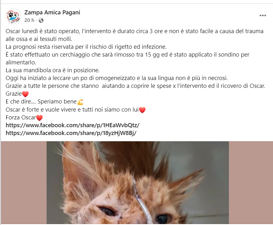 zampa_qua's tweet photo. STRAURGENTISSIMO 🆘🆘🆘🆘☎️3792627931🐕
https://t.co/9PLWAQTDLj Oscar è stato recuperato in strada, investito,trauma cranico e mandibola frantumata .E' ricoverato ,ha bisogno di noi AIUTIAMOLO 😭Canile di Pagani (SA) #4voiceless https://t.co/E7sTDlQK5H