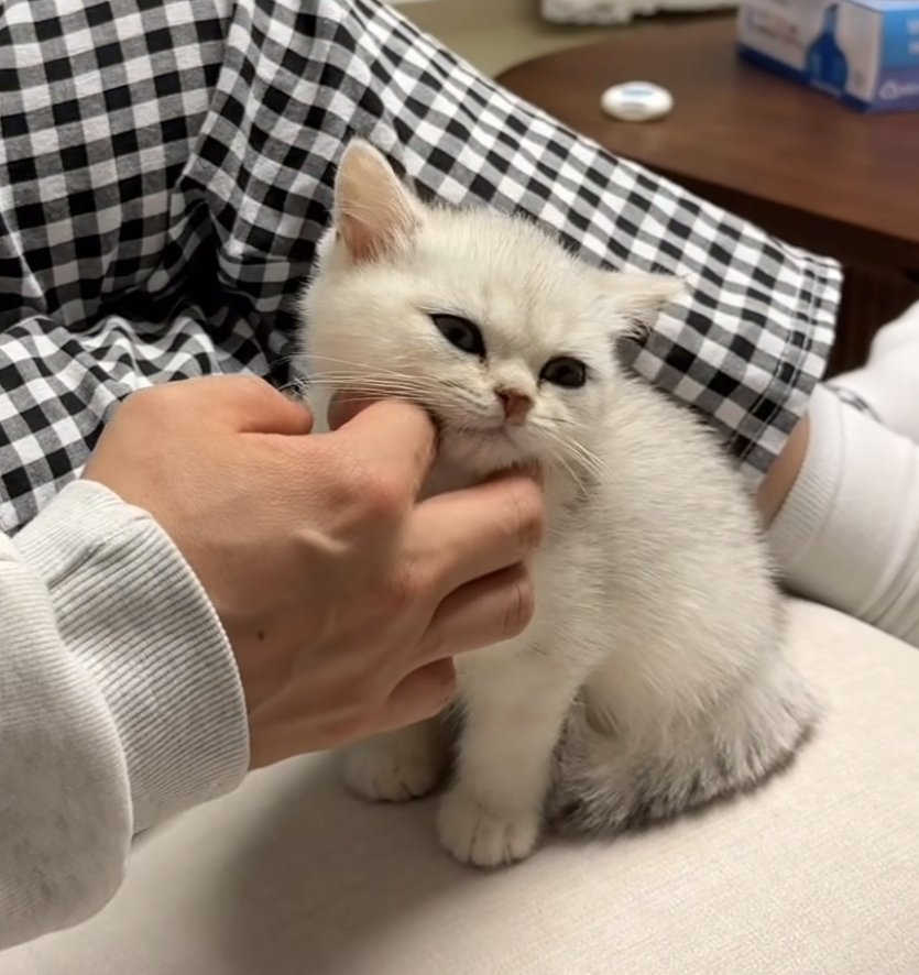 comeback2hak's tweet photo. 마리아 애기 때 너무 귀여워서 오빠들이 얼굴 만지면 이렇게 회피함 https://t.co/iA9ETvNOqw