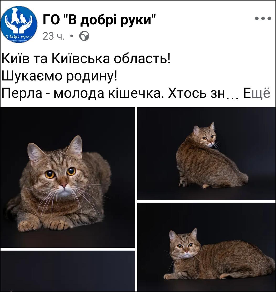 Bylbyleva's tweet photo. Хтось знову кудись поїхав, а киця, вона як зайжди стала тягарем. 

Умовна дата народження 28.11. 2022 р.
Забарвлення -таббі, бурштинові очі.
Вакцинована, кастрована, чипована, з ветпаспортом.
До лотку привчена, їсть якісний корм.
 0981778434 "додому"  ТГ v_dobri_ruky. https://t.co/mVZlczemqK