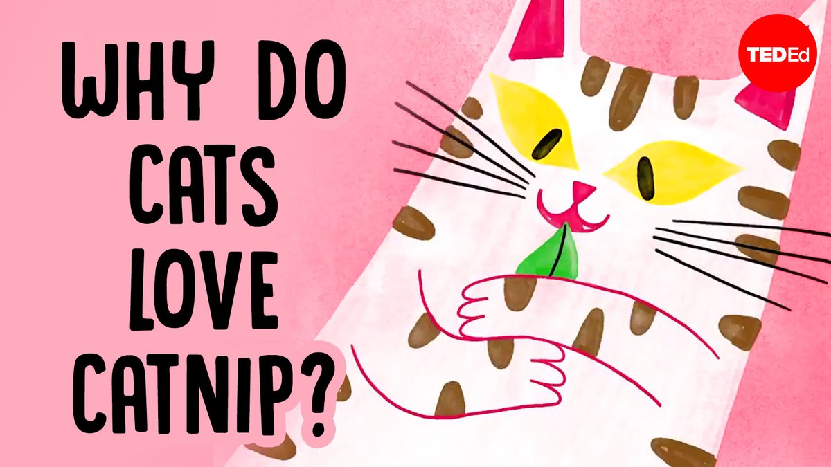 TED_ED's tweet photo. NEW VIDEO: Why do cats go crazy for catnip?

Explore the fascinating reason why this herb sends our feline friends into a frenzy: https://t.co/ukyQDat1Ss https://t.co/2HQRblvsA8