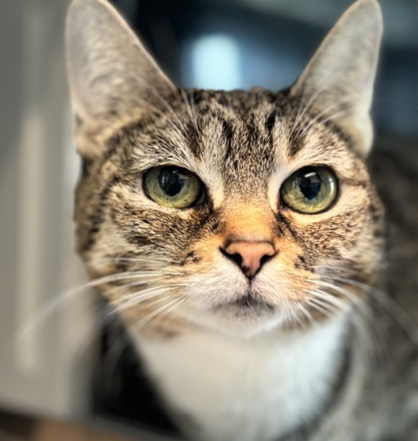 JLthekid9999's tweet photo. 🆘🆘 WINTER (ID 250119), 6 YO, FEMALE –  IN QUEENS ACC - came into the shelter as an aco - owner surrender on 3/20/2026, with the surrender reason stated as animal behavior - aggressive towards people.    🆘🆘 😿 😿 😿 😿

🆘🆘 UPDATE – UPDATE – POOR WINTER WAS RETURNED TO THE EPL ON 5/26/30 – LITERALLY ON BORROWED TIME NOW – BEYOND URGENT – LET’S HELP HER GET SAFE 🆘🆘

➡️TBD 6/6/26

➡️ TOO LOW ON PLEDGES TO STIMULATE RESCUE INTERES

➡️🆘🆘 14TH Chance on Emergency Placement List – 14 TIMES IS ALMOST UNPRECEDENTED – TIME IS RUNNING OUT FOR WINTER – SHELTER IS AT CAPACITY - ALL HANDS ON DECK - NOW IS THE TIME TO ACT/HELP WINTER - HIGHEST EU/SILENT KILL RISK- VERY LIKELY LAST CALL🆘🆘 😱🔥🔥😱

➡️ 77 DAYS IN SHELTER – TOO LONG – TIME IS RUNNING OUT

➡️ WINTER IS ON THE EPL FOR BEHAVIORAL REASONS - he is not thriving in the care center and continues to display distance-increasing behavior when approached for interactions. She has not warmed up despite staff using treats to build a positive association. This designation often means that the cat will be given very little time for rescue/foster/adoption.🔥🔥🔥🔥

A volunteer writes: Please see Winter with any questions, comments, and concerns regarding scheduling, policy, and programming. She's been here since March but that's not why she's been fast tracked to upper management. It's her skills! For consideration and approval, Winter utilizes a rigorous process that only she understands and because task delegation hasn't been a priority (please don't tell her I said that) we've been left trying to parse out the details. Winter knows who she is and we celebrate her confident stride, but just because she's a picture of self assuredness and leadership, doesn't mean shelter life has been exactly easy for her. We know Winter likes to be the one to make decisions but the Care Center doesn't always have a lot of opportunities for that. We don't know that much about her life before, but Winter isn't a fan of other cats and is hoping her next role will be supervising a family. Winter is now beginning to accept treats and she has responded positively to gabapentin. ❤️ 😻❤️ 😻❤️ 😻

NEEDS OUT OF SHELTER ASAP –

Please RT or pledge, if you can, to save this little one.

@AdamsPaulGrimke

@mehser12

💔😿🙏Thank you