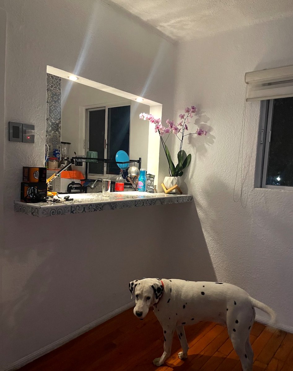 ixzarely's tweet photo. Bebé Marshall , siempre me acuerdo de ti ❤️🐾 https://t.co/W3D4NePM3J