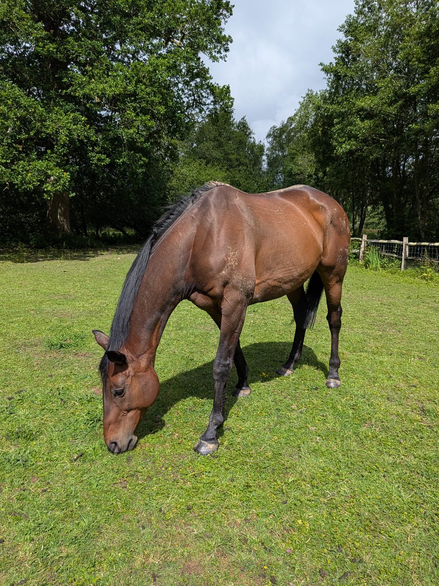 Chrisgordonrac1's tweet photo. Bet Goodwin and Blade Runner enjoying the sunshine in between the showers this morning 
@chrisgordon68 
@betgoodwinuk 
@EQFencing https://t.co/oZFCv1rxhH