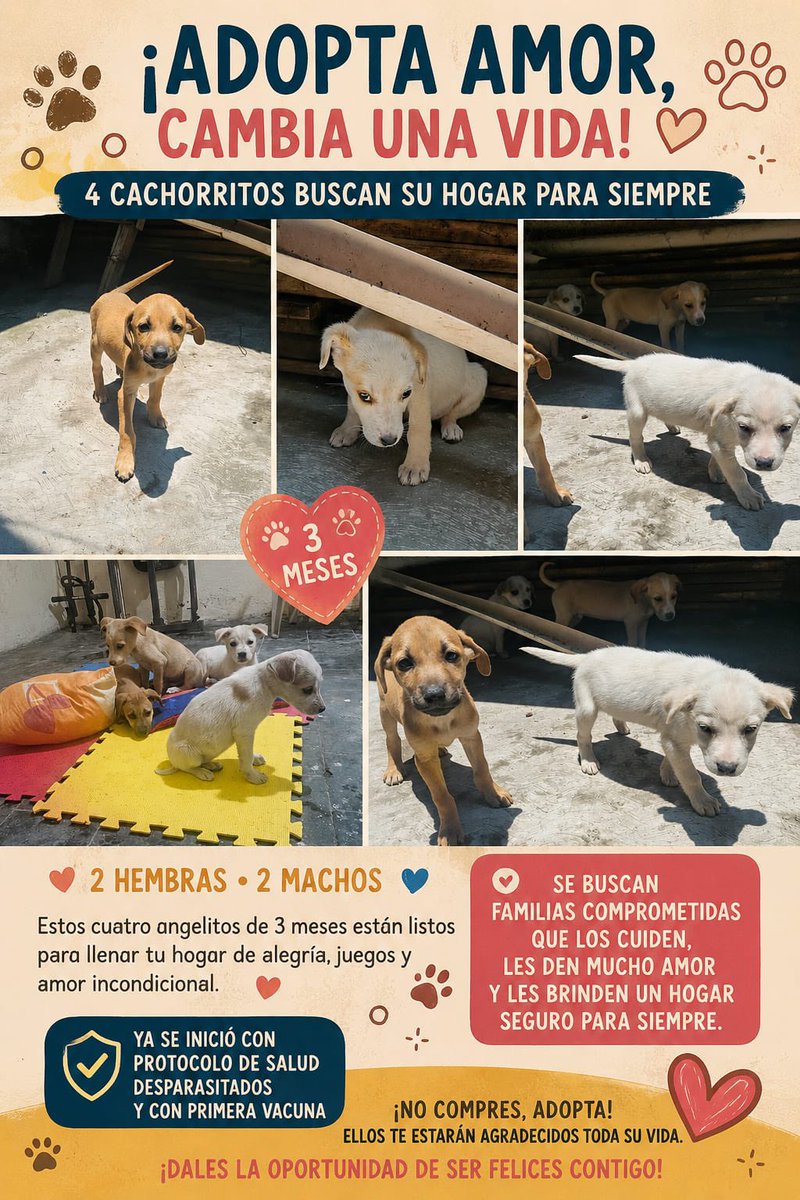 1jonatan2's tweet photo. En mis tiempos libres me dedico a salvar vidas felinas y caninas, ahora tenemos a estos cuatros orejones que necesitan un hogar.

Son muy lindos y cariñosos. Con potencial para ser camaradas de la lucha en contra del capital.

Favor de difundir y si están interesados informes conmigo.

Edo Mex y CdMx