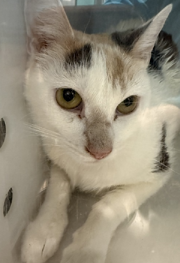 JLthekid9999's tweet photo. 🆘🆘 DOE (ID 250662), 2 YO, FEMALE –  IN QUEENS ACC - came into the shelter as an aco - impound on 3/27/2026.    🆘🆘 😿 😿 😿 😿

➡️TBD 6/6/26

➡️ TOO LOW ON PLEDGES TO STIMULATE RESCUE INTEREST

➡️➡️🆘🆘 5TH  Chance on Emergency Placement List – BEYOND URGENT -  NO ROOM IN SHELTER – WILL NOT BE GIVEN MUCH MORE TIME – VERY HIGH EU/SILENT KILL RISK – 🆘🆘 😱🔥🔥😱

➡️ 70 DAYS IN SHELTER – TOO LONG – TIME IS RUNNING OUT

➡️ DOE IS ON THE EPL FOR BEHAVIORAL REASONS - She is not thriving in the care center and continues to display distance-increasing behavior when approached for interactions. She has not warmed up despite staff using treats to build a positive association. This designation often means that the cat will be given very little time for rescue/foster/adoption.🔥🔥🔥🔥

Doe is a tiny snow-kissed beauty with the gentlest soul. 🤍✨ This dainty little lady spends most of her time tucked safely inside her cozy hidey box, quietly watching the world from where she feels secure. The shelter has been a bit too overwhelming for her sensitive heart, but she remains tolerant of gentle touch and patient kindness. Doe is the kind of cat who will need a calm home, soft voices, and someone who understands that love doesn't always arrive loudly - sometimes it arrives in tiny, brave moments. Beneath her shy exterior is a lovely little cat just waiting to feel safe enough to bloom. If you have a quiet home and a gentle heart, Doe may be the delicate companion you've been waiting for. 🕊️. Doe tolerates attention and petting but may be fearful or stressed in the shelter, and may be intimidated by small children. She may be a little more independent, and may need time to warm up to her new home. ❤️ 😻❤️ 😻❤️ 😻

NEEDS OUT OF SHELTER ASAP –

Please RT or pledge, if you can, to save this little one.

@AdamsPaulGrimke

💔😿🙏Thank you