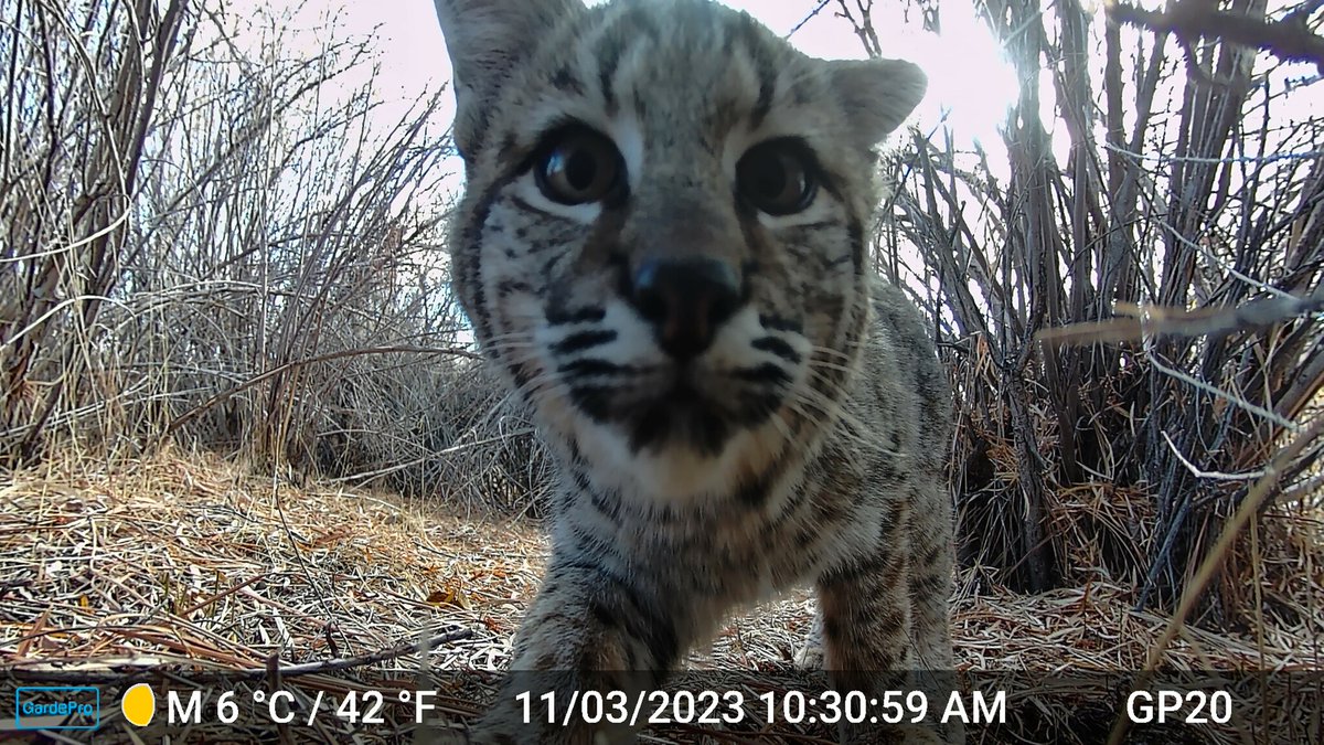 Trail_Cams's tweet photo. https://t.co/fXa42W6bgo