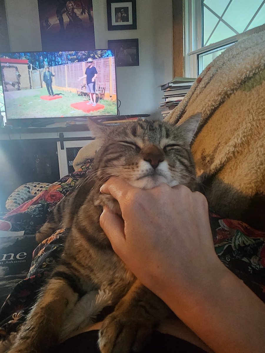 Jpullen19's tweet photo. Fidil fell asleep ON MY HAND while I was petting him and watching Task Master. Oh what a sweet and silly furry boy. https://t.co/djLdJ1izCT