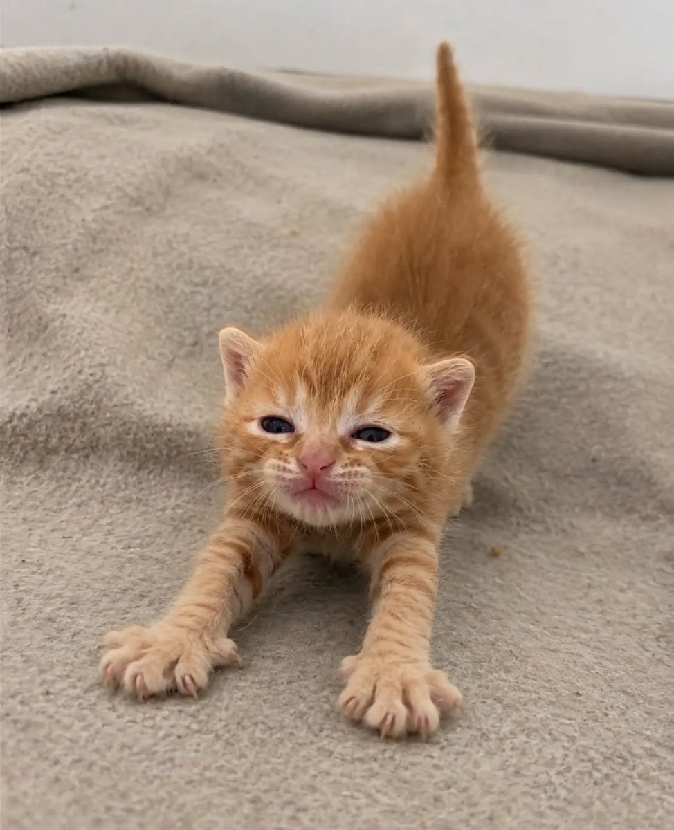Daily Cat Posts tweet media