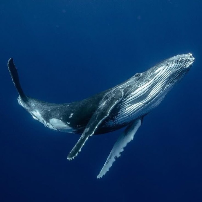 blacktwiterthrd's tweet photo. 🚨 Scientists say a protein found in whales could help humans live up to 200 years. https://t.co/gLq7WtHJSk