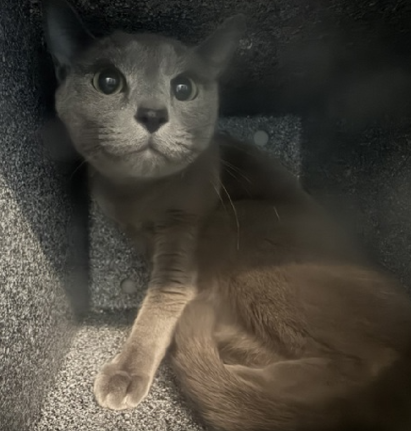 JLthekid9999's tweet photo. 🆘🆘 EXABYTE (ID 253945), 2 YO, MALE –  IN QUEENS ACC - came into the shelter as an  owner surrender on 5/7/2026, with the surrender reason stated as animal behavior - aggressive to other animals.    🆘🆘 😿 😿 😿 😿

➡️TBD 6/6/26

➡️ NEW HOPE PARTNER RESCUE ONLY

➡️ TOO LOW ON PLEDGES TO STIMULATE RESCUE INTEREST

➡️ 🆘🆘  2ND Chance on Emergency Placement List – VERY URGENT – 🆘🆘 😱🔥🔥😱

➡️ 29 DAYS IN SHELTER – TOO LONG – TIME IS RUNNING OUT

➡️ EXABYTE IS ON THE EPL FOR BEHAVIORAL REASONS - He is not thriving in the care center and continues to display distance-increasing behavior when approached for interactions. He has not warmed up despite staff using treats to build a positive association. This designation often means that the cat will be given very little time for rescue/foster/adoption.🔥🔥🔥🔥

Exabyte is an otherworldly beauty with shimmering silver-blue fur and striking emerald eyes that look like they were carved from a glowing geode. 💚✨ With his angular features and intense gaze, he looks a little bit like an alien visitor - in the very best way possible. Right now, Exabyte is deeply misunderstood. Shelter life has been overwhelming for him, and he does not yet feel comfortable with petting or handling. But beneath his wary exterior is a sensitive cat who deserves the chance to decompress in a calm, low-traffic environment with a patient and compassionate person. Exabyte is seeking rescue placement with someone who understands that trust can take time, and that quiet companionship can be just as meaningful as constant affection. With stability, kindness, and space to feel safe, this extraordinary boy has every chance to thrive. For the right rescue or adopter, Exabyte won't just be a cat - he'll be a once-in-a-lifetime companion. 🛸🐾 ❤️ 😻❤️ 😻❤️ 😻

NEEDS OUT OF SHELTER ASAP –

Please RT or pledge, if you can, to save this little one.

@AdamsPaulGrimke

@mehser12

💔😿🙏Thank you