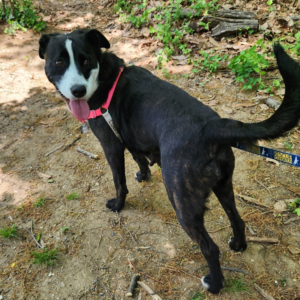 lostdogrescue's tweet photo. April is a consistent reminder to look at the bright side of life. ☀️ She wasn’t dealt the easiest hand, but when you look at her today, you would never know it. April is a happy, smiley girl who deserves the world. 🌎💗

Her energy and excitement for the day is contagious and will bring so much light into your home. She’s incredibly friendly, loves to play and will gladly cuddle up for some belly scratches. 💕

Keep an eye on our events schedule this weekend – April will be there to charm your socks off! 🧦