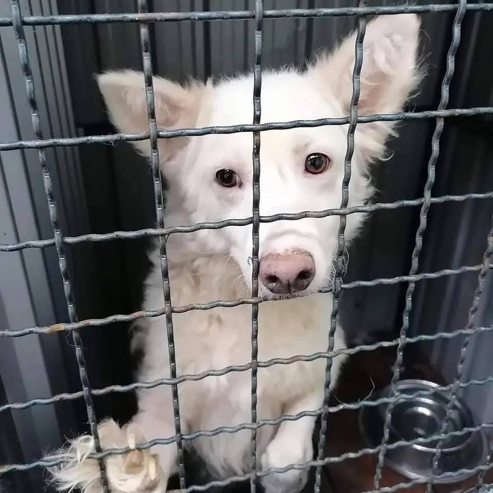 Ljiljan65880270's tweet photo. ☑️🐾Tuzan pogled ,molba za pomoc ,bolovi ,infekcija koja je zanemarena u azilu 😔Malo je reci da je prosla pakao 🥹Krenule smo zajedno u bolji zivot da promenimo ovaj tuzan pogled ☑️Nina 🐾🩵 https://t.co/HRuejRNABE