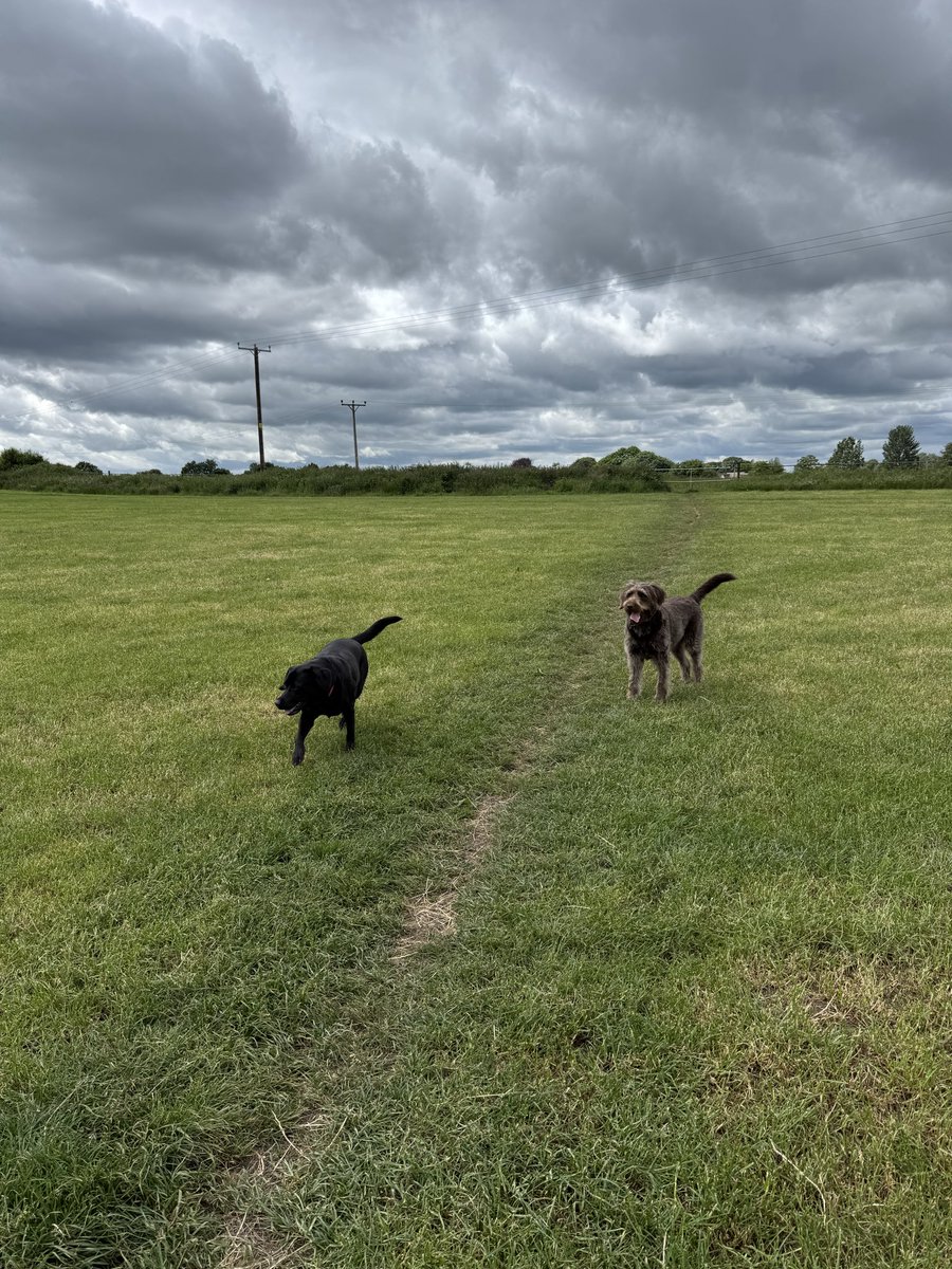 Elcop32's tweet photo. Flash and I are dog sitting for a week. Day one and think everyone has had a good day #flash #tortoise #dogsitting #twodogsandatortoise https://t.co/al74qg0L4b