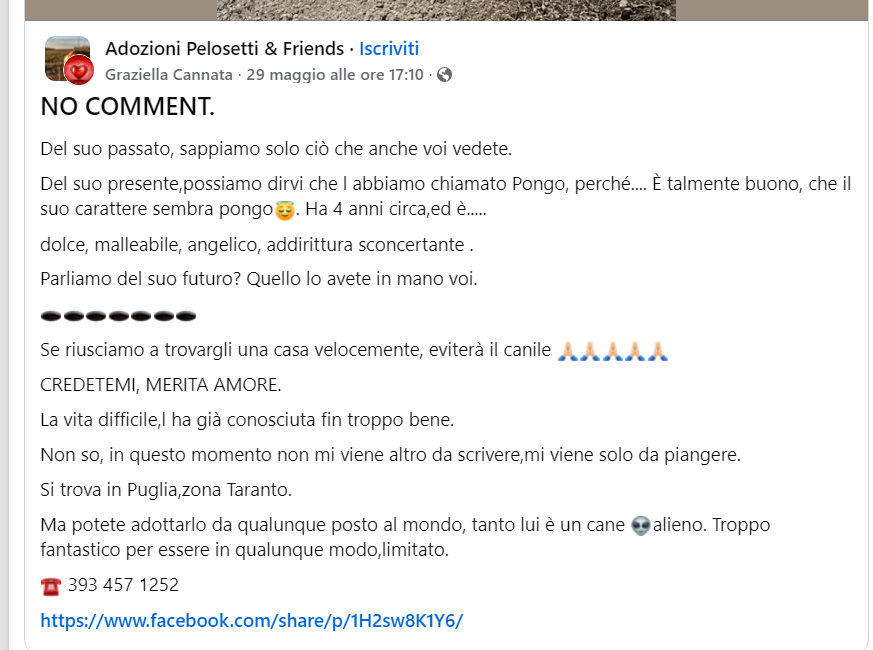 zampa_qua's tweet photo. STRAURGENTE🆘🆘🆘🆘☎393 457 1252 🐕restano, saldi e sicuri, come se avessero sempre saputo di cosa hai bisogno prima che tu lo sapessi.
https://t.co/ejl8HERIiZ  PONGO 4 anni, trovato  cosi,😭 questa meraviglia non puo' andare in canile #4voiceless ADOTTATELO https://t.co/Lq2rkrrd77