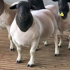 santiagasu's tweet photo. 🐑🚗La oveja que vale como un Mercedes: una Dorper de seis meses se vendió por US$ 18.000
📍Marcó un nuevo récord para la raza en Paraguay
📍La genética, la biotecnología y la demanda local explican el valor.

https://t.co/9pYOka9p7J https://t.co/RUBDiJb6ow
