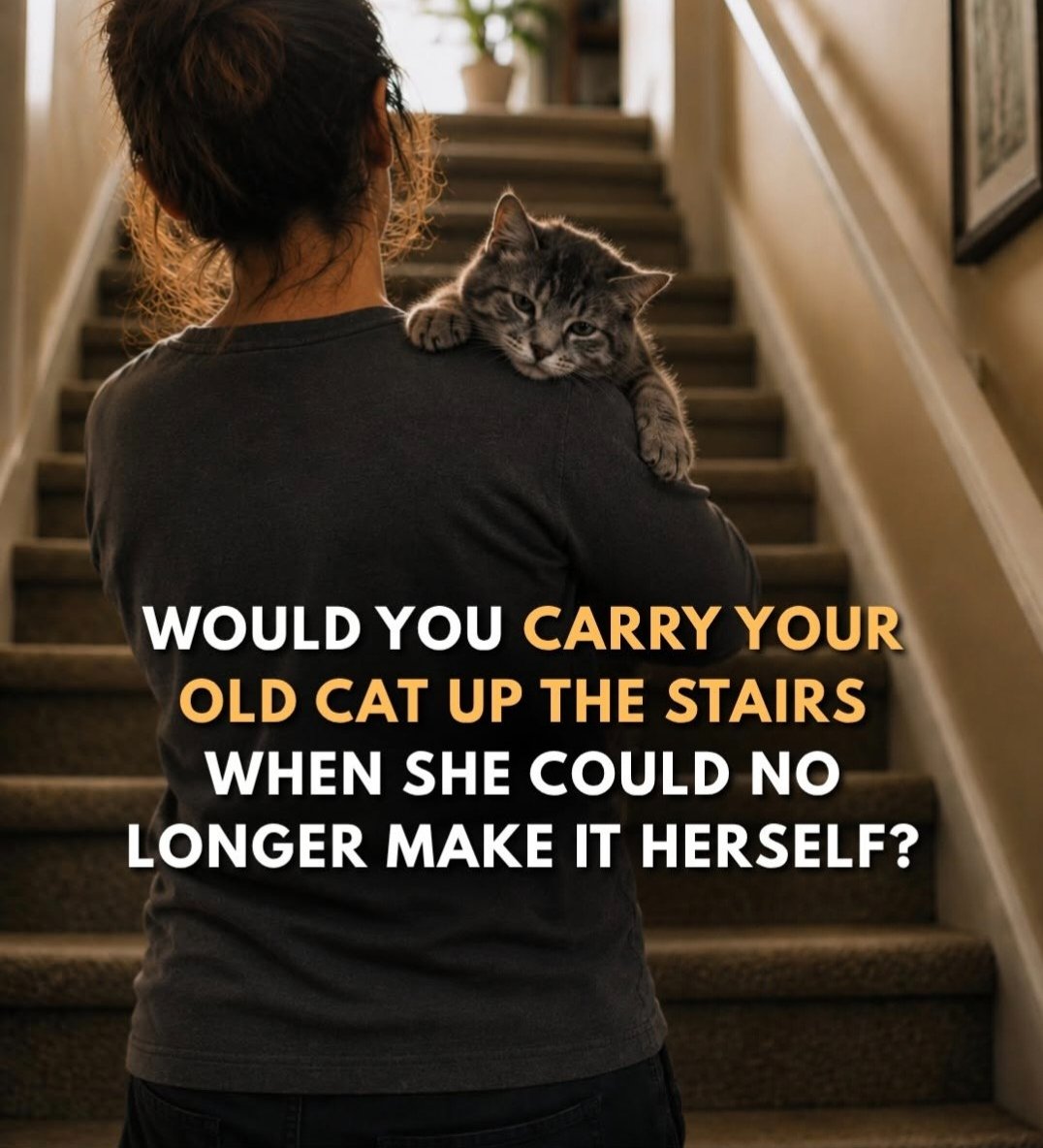 catsareblessing's tweet photo. Would you carry your old cat up the stairs when she could no longer make it herself? 🐾❤️ https://t.co/kPypnPz5vU