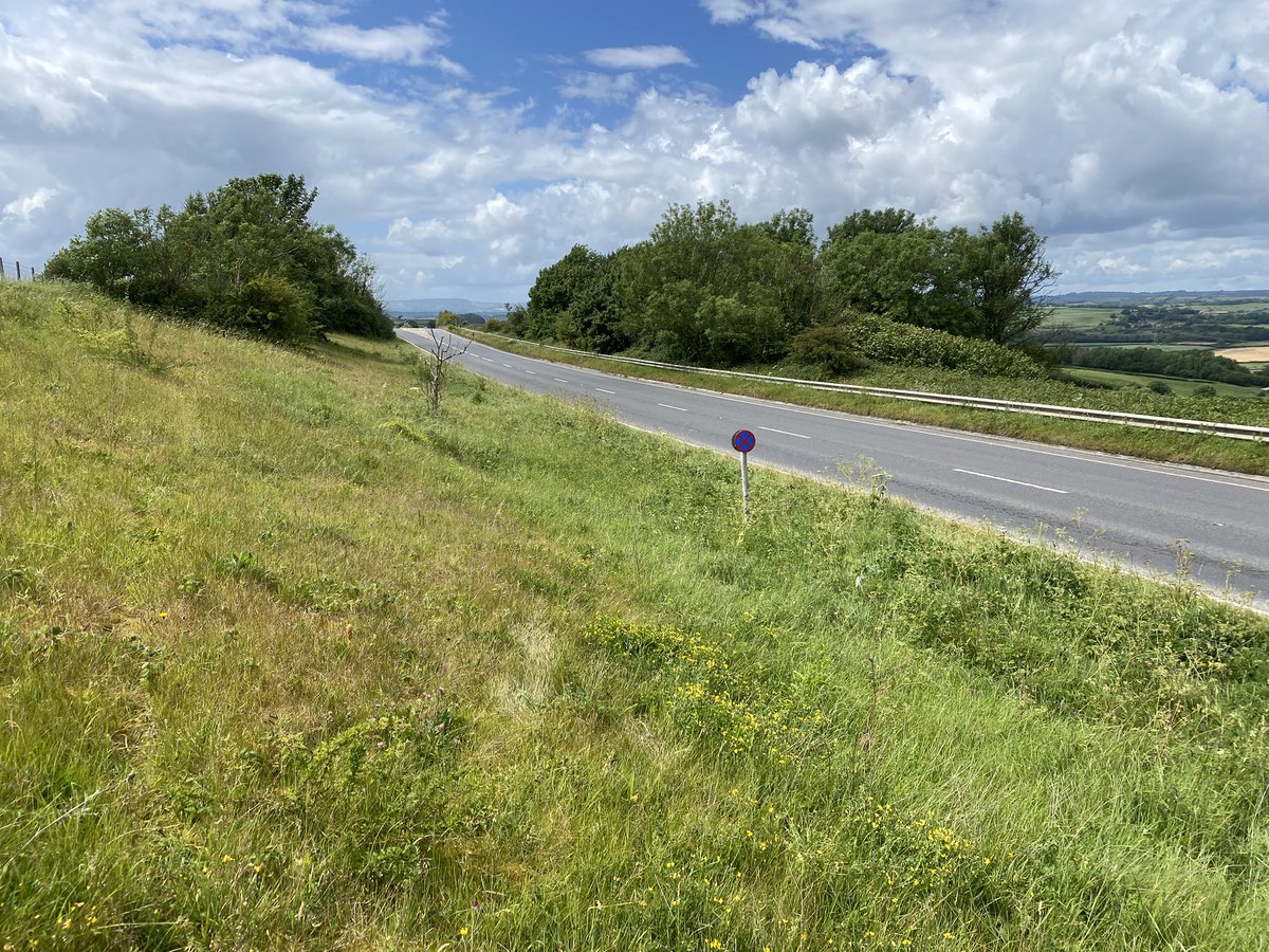 StevePa46290725's tweet photo. Another amazing Dorset roadside verge, this one 5 mins from home is full of life. Orchids, butterflies, moths, hoverflies, Knapweed Broomrape, and many other plants. See ALT text for details. #wildflower #dorset https://t.co/7ofnLyoj7v